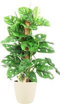 Kamerplant van Botanicly – Monstera Monkey Mask incl. crème kleurig sierpot als set – Hoogte: 65 cm – Monstera Obliqua Monkey