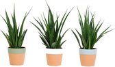 Bomen van Botanicly – 3 × Vrouwentongen – Hoogte: 45 cm – Sansevieria