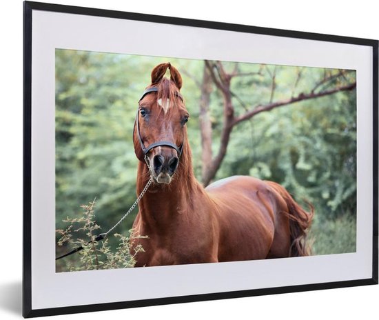 Photo en cadre - Un cheval Kathiawari dans le cadre photo nature boisé noir  avec... | bol.com