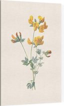 Gewone Rolklaver (Birds Foot Trefoil) - Foto op Canvas - 60 x 90 cm