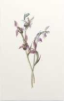 Bijenorchis (Bee Orchis) - Foto op Forex - 100 x 150 cm