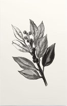 Ilex Hulst zwart-wit 2 (Holly Bud) - Foto op Forex - 40 x 60 cm