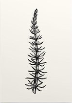 Lidsteng zwart-wit (Mares Tail) - Foto op Posterpapier - 29.7 x 42 cm (A3)