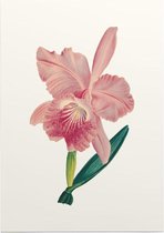 Orchidee Aquarel 3 (Orchid) - Foto op Posterpapier - 42 x 59.4 cm (A2)