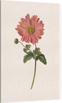 Anemoon Aquarel (Anemone) - Foto op Canvas - 100 x 150 cm