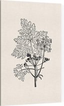 Gevlekte Scheerling zwart-wit (Hemlock) - Foto op Canvas - 100 x 150 cm