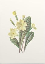 Sleutelbloem (Prim Rose) - Foto op Posterpapier - 42 x 59.4 cm (A2)
