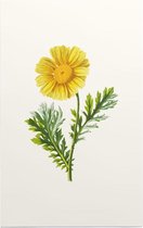 Gekroonde Ganzenbloem (Garland Daisy) - Foto op Forex - 30 x 45 cm