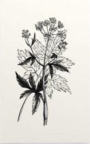 Physospermum Cornubiense zwart-wit (Cornish Bladder Seed) - Foto op Forex - 60 x 90 cm