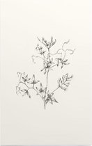 Rankende Helmbloem zwart-wit Schets (Climbing Corydalis) - Foto op Forex - 30 x 45 cm
