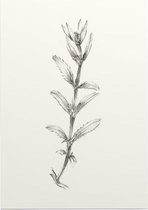 Rozentak zwart-wit Schets (Rose Branch) - Foto op Posterpapier - 29.7 x 42 cm (A3)