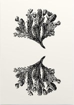 Minuartia Sedoides zwart-wit (Mossy Cyphel) - Foto op Posterpapier - 50 x 70 cm (B2)