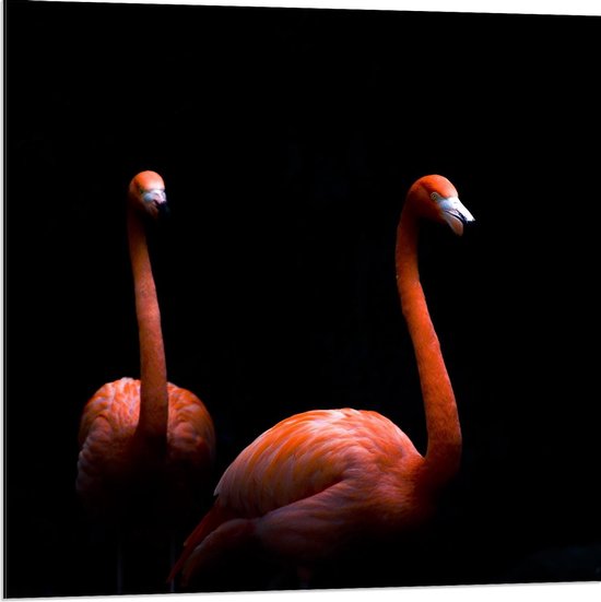 Dibond - Twee Flamingo's Met Zwarte Achtergrond - 80x80cm Foto op Aluminium (Met Ophangsysteem)