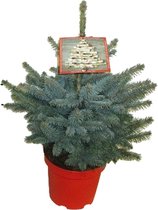 Hellogreen Kleine Mini Kerstboom - Blauwspar - 45 cm