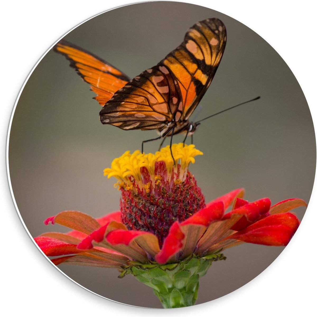 Forex Wandcirkel - Oranje Vlinder op Rode Bloem - 30x30cm Foto op Wandcirkel (met ophangsysteem)