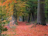 Schilderij natuur en bos - rijsterbos - Foto op canvas - canvasposter met ophangsysteem. - 120 x 80 cm