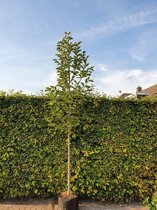 Beverboom - Magnolia kobus | Omtrek: 10-14 cm | Hoogte: 300 cm