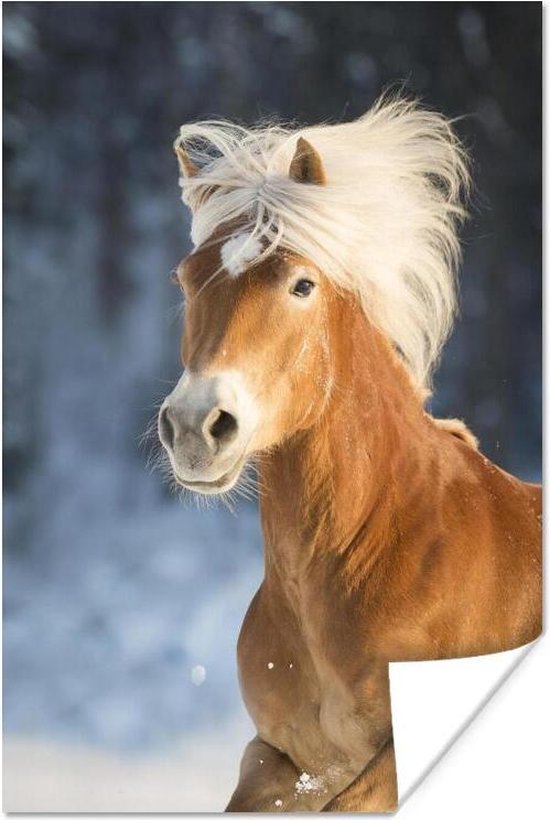 Poster - Haflinger paard in de winter - 60x90 cm | bol.com