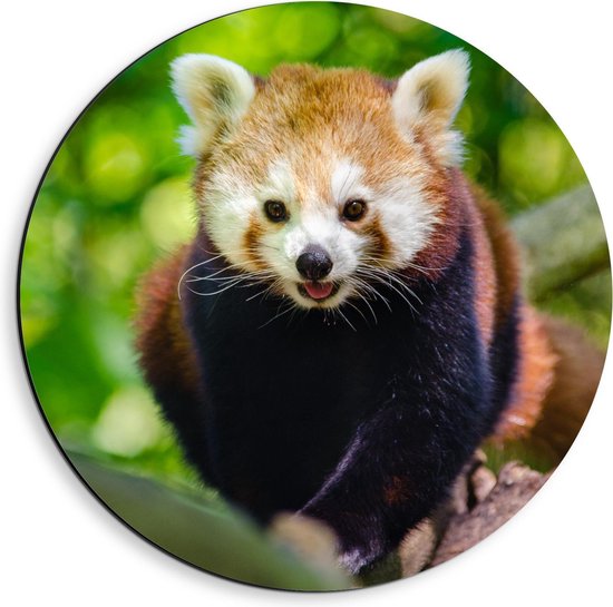 Dibond Wandcirkel - Kleine Panda aan het Spelen - Foto op Aluminium Wandcirkel (met ophangsysteem)