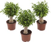 Ficus benjamina Natasja - set van 3 stuks - Kamerplant in Kwekers pot ⌀12 cm - Hoogte ↕35 cm