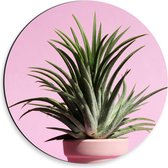 Dibond Wandcirkel - Roze Potten op Roze Achtergrond - 30x30cm Foto op Aluminium Wandcirkel (met ophangsysteem)