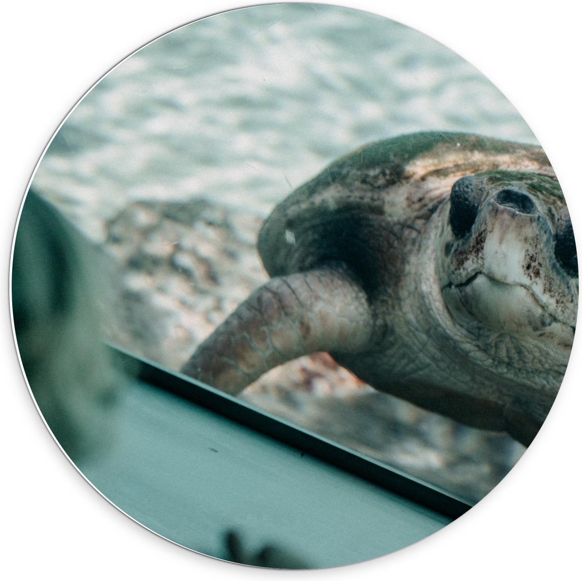 Forex Wandcirkel - Schildpad in Aquarium - 70x70cm Foto op Wandcirkel (met ophangsysteem)
