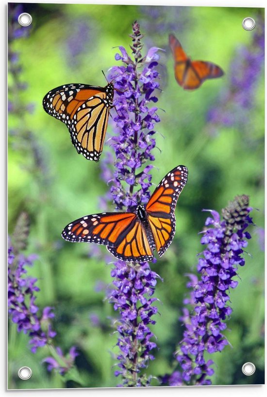 Tuinposter – Oranje Vlinders bij Lavendel - 40x60cm Foto op Tuinposter  (wanddecoratie voor buiten en binnen)