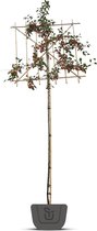 Leisierappel | Malus Red Sentinel | Stamomtrek: 10-12 cm | Stamhoogte: 150 cm