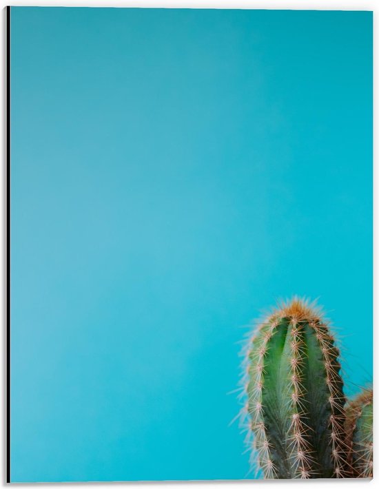 Dibond - Blauwe Achtergrond met Cactus - 30x40cm Foto op Aluminium (Met Ophangsysteem)