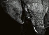 Fotobehang - Beautiful Elephant 384x260cm - Vliesbehang