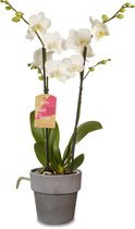 Orchidee van Botanicly – Orchidee met grijze sierpot als set – Hoogte: 50 cm, 2 takken – Phalaenopsis Multiflora Snowflake