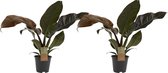 Kamerplanten van Botanicly – 2 × Philodendron Imperial Red – Hoogte: 45 cm