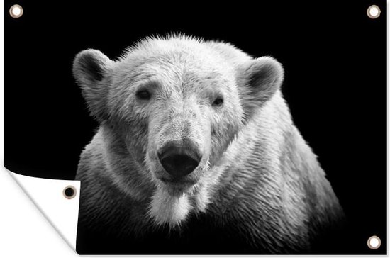 Décoration murale Ours polaire - Animal - Zwart - Wit - 180x120 cm - Poster jardin - Toile jardin
