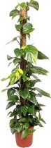 Epipremnum Scindapsus 160 cm