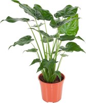 Alocasia Cucullata (Alocasia Cucullata)