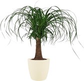 Duijn-Hove - Beaucarnea - 55 Cm - Ø 19 - 1 Stuks