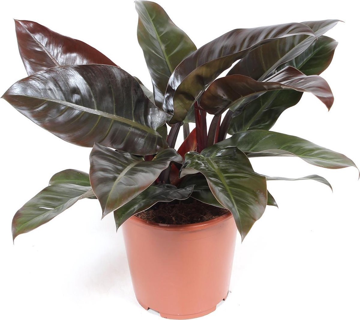 Philodendron Imperial rouge (Philodendron) | bol