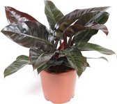 Philodendron Imperial red (Philodendron)