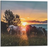 Dibond - Grazende Paarden bij Zonsondergang - 50x50cm Foto op Aluminium (Wanddecoratie van metaal)