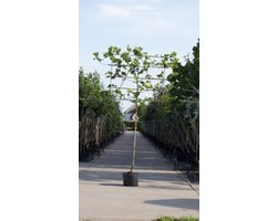 Leiplataan 240 cm | Platanus hispanica 16-20 cm 240 cm| Bomenbezorgd.nl