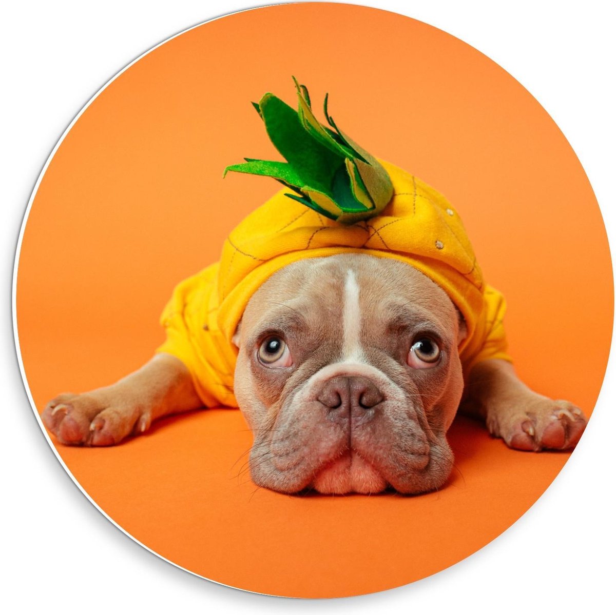 KuijsFotoprint - Schilderij - Hond Met Ananas Pak Achtergrond - Groen, Bruin, Geel En Oranje - 30 X 30 Cm