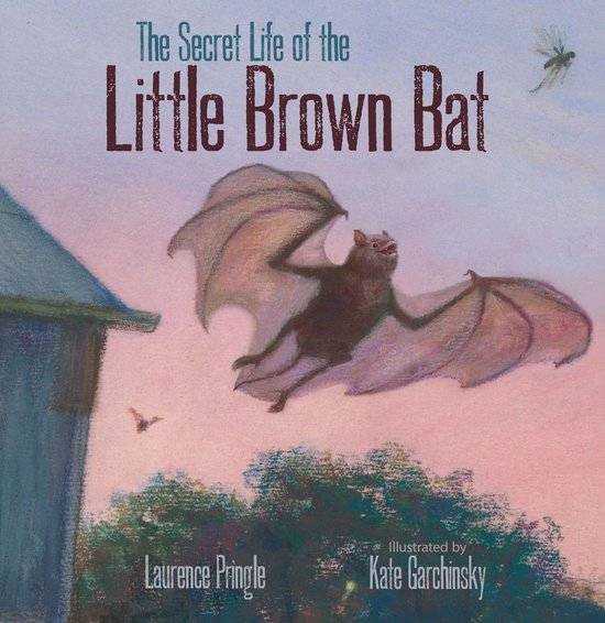 The Secret Life of the Little Brown Bat - cover