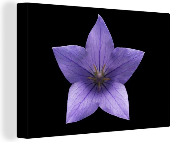 Fleur violette en forme d'étoile sur toile de fond noir 2cm 60x40 cm -  Tirage photo... | bol.com