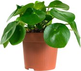 Hellogreen Kamerplanten - Set van 2 - Pannenkoekenplant Peperomioides - 20 cm - Paars/groen keramiek
