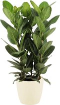 Hellogreen Kamerplant - Ficus Audrey - ↕ 90 cm - Elho Brussels soap