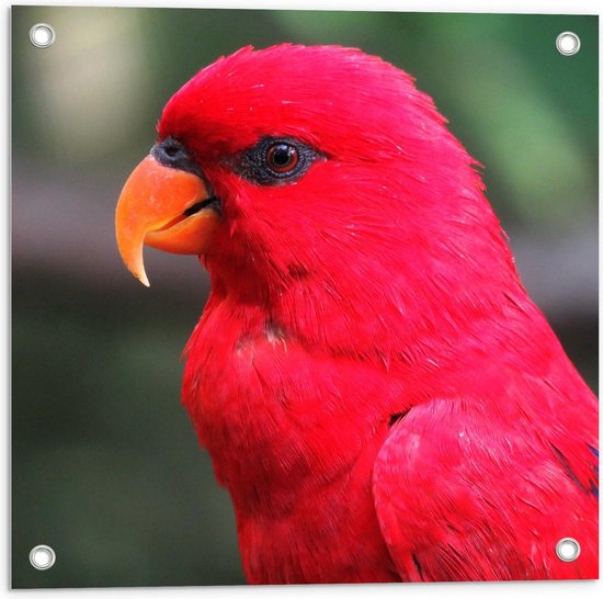 Tuinposter - Rode Papegaai - 50x50cm Foto op Tuinposter (wanddecoratie voor buiten en binnen)