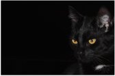 Poster – Zwarte Kat op Zwarte Achtergrond  - 60x40cm Foto op Posterpapier