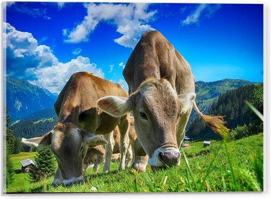 Acrylglas - Grazende Koeien in Berggebied - 40x30cm Foto op Acrylglas (Met Ophangsysteem)