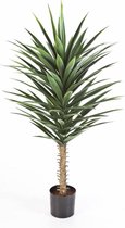 Chamaerops Humilis in Elho Greenville wit | Europese dwergpalm