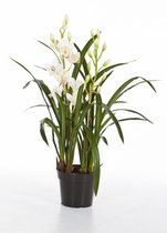 Phalaenopsis Mineral Rotterdam | Orchidee